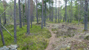 Omarkerad vandringsstig öster om Lyckebyn (Från vandring Svartbäcken - Tyresö kyrka 2015-05-21 17 km)